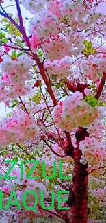 Cherry blossom tree with pink and white flowers.