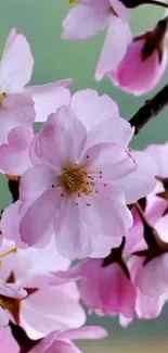 Serene cherry blossom wallpaper with pink and white flowers on a mobile screen.