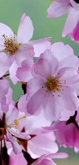 Cherry blossom wallpaper with pink flowers.