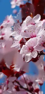 Cherry blossom flowers with blue sky background.