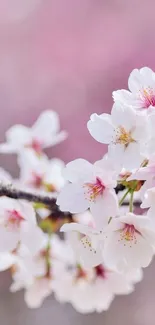 Cherry blossoms with pink and white hues on a mobile wallpaper.