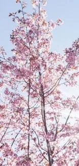 Cherry blossom branches with pink flowers against a clear blue sky.