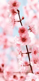 Cherry blossom branches with pink flowers set against a soft pastel sky.