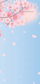 Soft blue wallpaper with pink cherry blossoms.