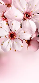 Cherry blossom flowers with pink petals on a soft pastel background.