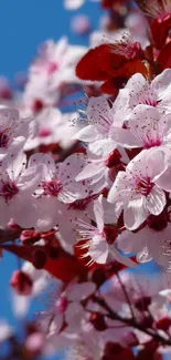 Cherry blossoms with pink petals in a vivid blue sky.