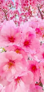 Vibrant pink cherry blossoms against a blue sky.