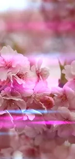 Cherry blossoms with neon pink highlights in a vibrant wallpaper.