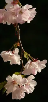 Cherry blossoms hanging gracefully against a dark background.