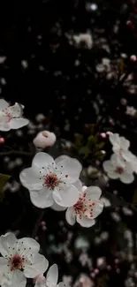 Elegant cherry blossoms on dark background wallpaper.