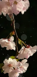 Cherry blossom branch with dark bokeh background