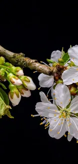 Cherry blossom branch on a black background, showcasing delicate white flowers.