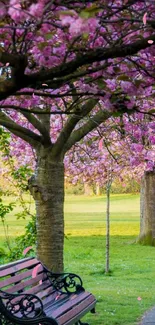 Cherry blossoms over a park bench in a serene setting.