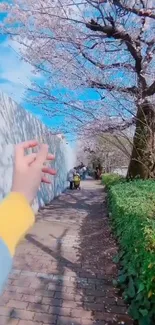 Cherry blossoms under blue sky on path.