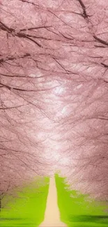 Serene cherry blossom pathway under a pink canopy and lush green grass.