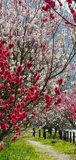 Pathway lined with cherry blossoms in full bloom, showcasing nature's beauty.