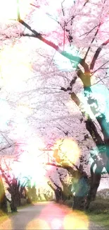 Scenic cherry blossom path with light pink flowers overhead.