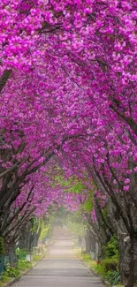 Mobile wallpaper of a scenic cherry blossom pathway with pink flowers.