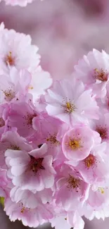 Mobile wallpaper of cherry blossom flowers with pink petals.