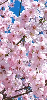 Cherry blossoms against a clear blue sky in a serene mobile wallpaper.