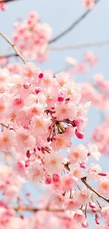 Cherry blossoms with pink petals against a blue sky background.