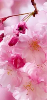 Pink Cherry Blossom Flowers Wallpaper