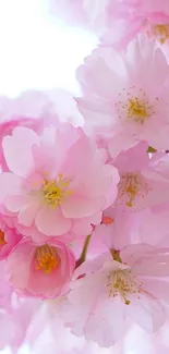 Pink cherry blossoms mobile wallpaper with delicate petals.