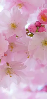 Beautiful cherry blossom wallpaper with pink flowers.