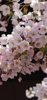 Cherry blossom branch with pink flowers on dark background.