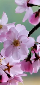 Cherry blossom mobile wallpaper with pink flowers and budding branches.