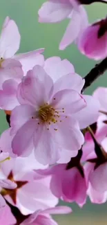 Cherry blossoms with pink petals on a soft green background.