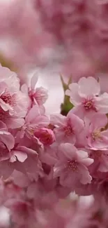 Pink cherry blossoms in full bloom on a phone wallpaper.