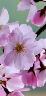 Pink cherry blossoms in full bloom on a branch.