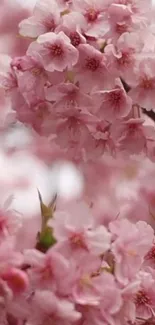 Beautiful pink cherry blossoms in full bloom on a mobile wallpaper.