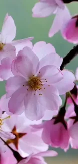 Cherry blossom wallpaper with pink petals and branches.