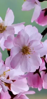 Cherry blossoms with pink flowers, set against soft green background.