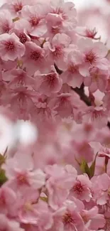 Beautiful cherry blossoms in full bloom, embracing spring's essence.