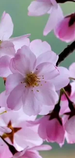 Pink cherry blossoms in full bloom on a branch.