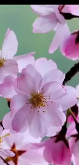 Delicate cherry blossom flowers on phone wallpaper.