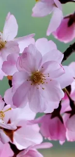 Cherry blossom branch with pink petals against a blurred background.