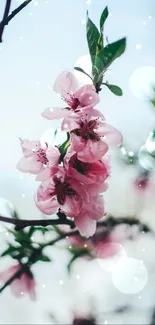 Cherry blossoms with pink petals against a subtle blue bokeh background.