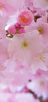 Beautiful cherry blossom wallpaper with pink flowers and petals.