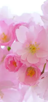 Beautiful pink cherry blossoms in soft lighting for a calming mobile wallpaper.