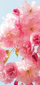 Beautiful pink cherry blossoms against a blue sky.