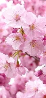 Pink cherry blossoms in full bloom create a serene mobile wallpaper.