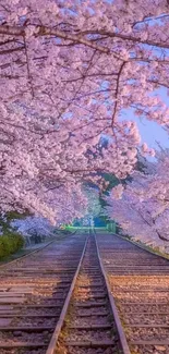 Railway path surrounded by cherry blossoms in full bloom.