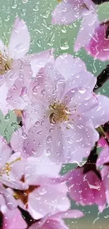 Cherry blossoms with rain droplets close-up wallpaper.