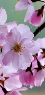 Cherry blossoms with raindrops on a branch, creating a serene mobile wallpaper.