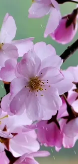 Cherry blossoms in rain, pink floral wallpaper.