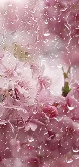 Pink cherry blossoms with raindrops on a mobile wallpaper background.